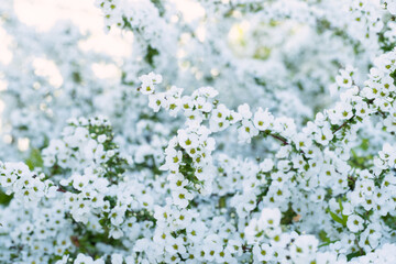 真っ白いユキヤナギの花が白一面に広がって