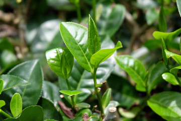Obraz premium tea plant, commonly known as the species Camellia sinensis, a plant whose leaves and shoots are used to make tea. This plant belongs to the genus Camellia, a genus of flowering plants from the family 