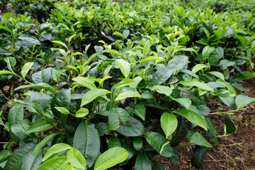 tea plant, commonly known as the species Camellia sinensis, a plant whose leaves and shoots are used to make tea. This plant belongs to the genus Camellia, a genus of flowering plants from the family 