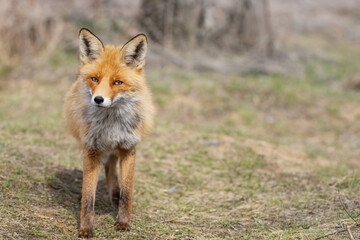 Naklejka na ściany i meble Close up of a red fox Vulpes vulpes standing on grass