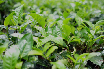 Fototapeta na wymiar tea plant, commonly known as the species Camellia sinensis, a plant whose leaves and shoots are used to make tea. This plant belongs to the genus Camellia, a genus of flowering plants from the family 