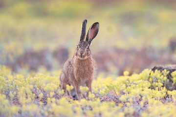 European hare stands in the grass. Lepus europaeus © Tatiana