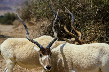 Addax, Addax nasomaculatus