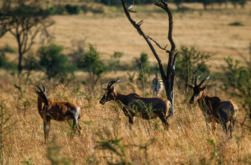 Bubale de Swayne, Alcelaphus buselaphu swayne , Tanzanie