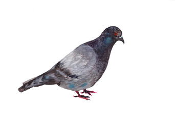 Watercolor city dove isolated on white background