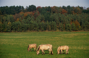 Obraz premium Cheval sauvage, race Tarpan