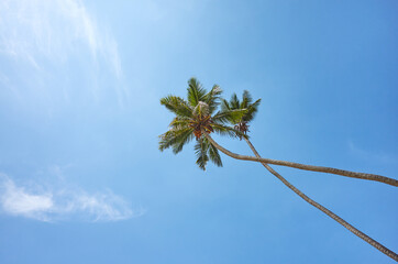 Looking up at coconut palm trees against the blue sky.