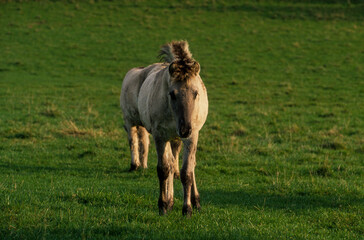 Cheval sauvage, race Tarpan