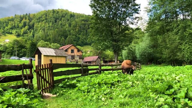  cow near farm house on green grass near mountains. High quality FullHD footage