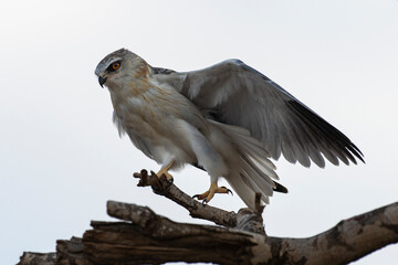 Elanion blanc, .Elanus caeruleus, Black winged Kite