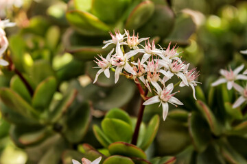 Jade plant, Crassula ovata flowers in the garden