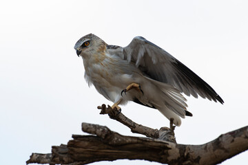Elanion blanc, .Elanus caeruleus, Black winged Kite