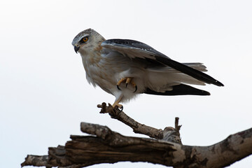 Elanion blanc, .Elanus caeruleus, Black winged Kite