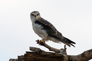 Elanion blanc, .Elanus caeruleus, Black winged Kite