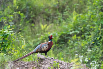 beautiful pheasant in field