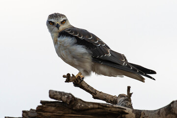 Elanion blanc, .Elanus caeruleus, Black winged Kite