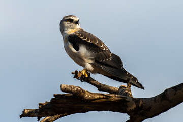 Elanion blanc, .Elanus caeruleus, Black winged Kite