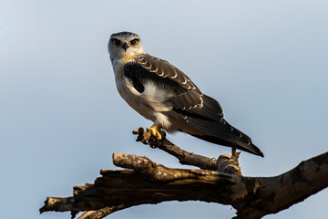 Elanion blanc, .Elanus caeruleus, Black winged Kite