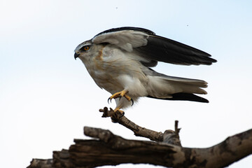 Elanion blanc, .Elanus caeruleus, Black winged Kite