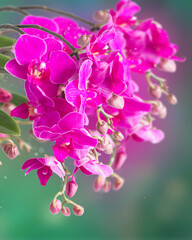 Fototapeta na wymiar purple orchid branch