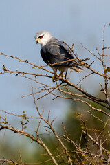 Elanion blanc, .Elanus caeruleus, Black winged Kite