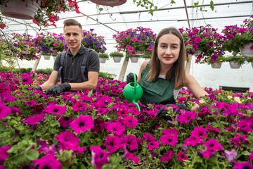 Two young farmers work in a greenhouse connect and water the plants