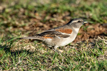 Moineau mélanure,.Passer melanurus, Cape Sparrow