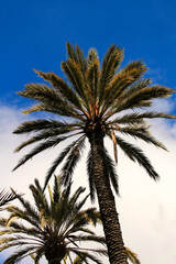 Fototapeta na wymiar Palm trees under blue sky in Elche