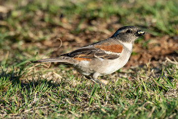 Moineau mélanure,.Passer melanurus, Cape Sparrow