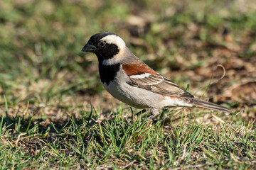 Naklejka premium Moineau mélanure,.Passer melanurus, Cape Sparrow