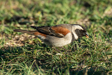 Moineau mélanure,.Passer melanurus, Cape Sparrow