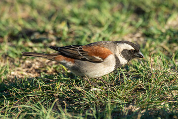 Moineau mélanure,.Passer melanurus, Cape Sparrow