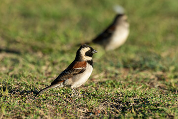 Moineau mélanure,.Passer melanurus, Cape Sparrow