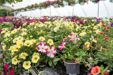 Production many colorful flowers plant in a greenhouse