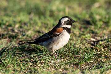 Moineau mélanure,.Passer melanurus, Cape Sparrow