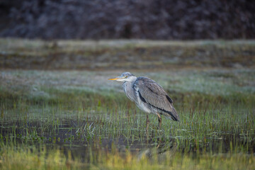 Gray Heron, Ardea cinerea, bird feeding in wetlands.