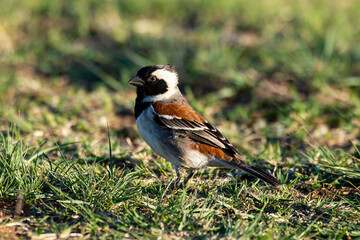 Moineau mélanure,.Passer melanurus, Cape Sparrow