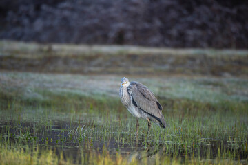 Gray Heron, Ardea cinerea, bird feeding in wetlands.