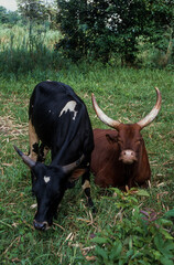 Vache, race Grandes cornes, République Démocratique du Congo