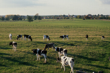 Vache, race Prim holsteim