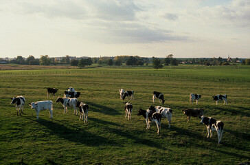 Vache, race Prim holsteim