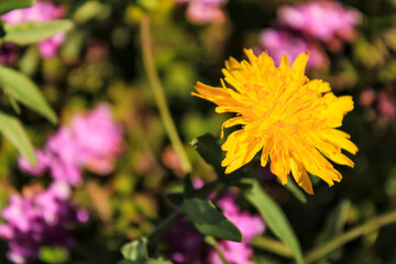 Beautiful and colorful Taraxacum Officinale flower