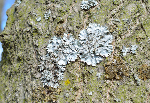 Flavoparmelia caperata. lichen on the bark of a tree.