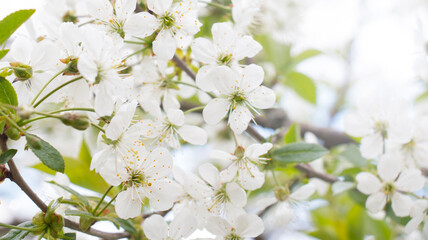 White Cherry Blossoms Blooming Spring Garden Orchard Flowers
