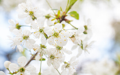 white cherry flowers blooming in April in spring in the garden