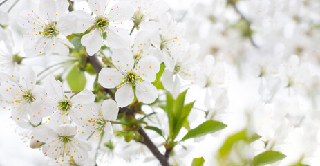 white cherry flowers blooming in april spring in the garden, place for text