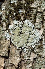 Physconia grisea. lichen on the bark of a tree.