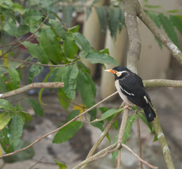 Asian pied starling