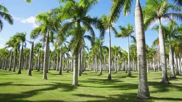 Palm park on a summer sunny day. Beautiful trees on a green grassy lawn. Tropical palm plantation. Tree tops against the blue sky.