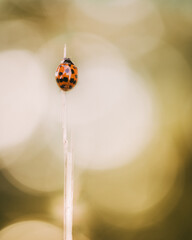 ladybug on a blade of grass